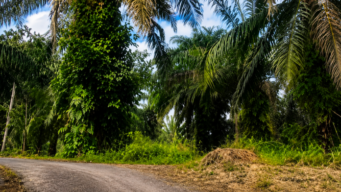 Dugaan lokasi peredaran sabu di kawasan kebun sawit Lobusona Labuhanbatu
