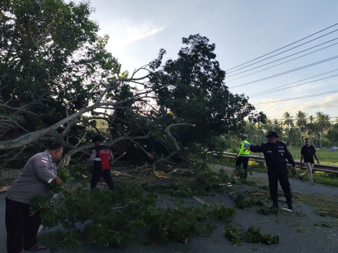 Polres Pidie mengevakuasi pohon tumbang di Jalan Banda Aceh–Medan